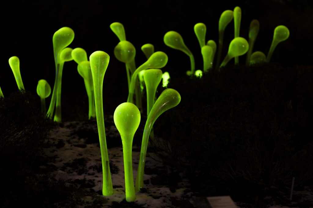 V pražské Troji se rozzářila Křišťálová zahrada. Zimní expozice botanické zahrady ožívají skleněnou symfonií