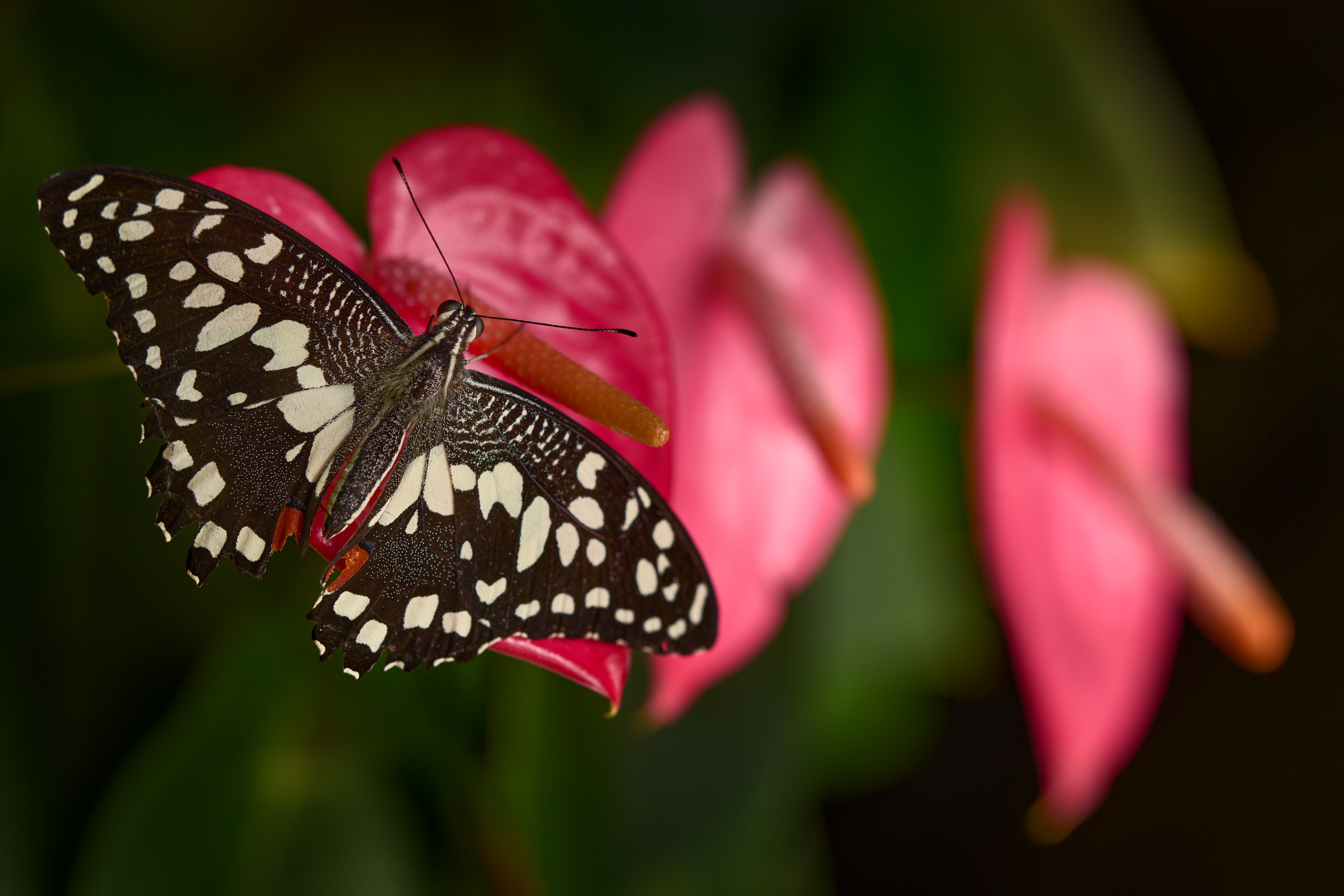 V Botanické zahradě Praha v Troji probíhá oblíbená výstava živých tropických motýlů ve skleníku Fata Morgana