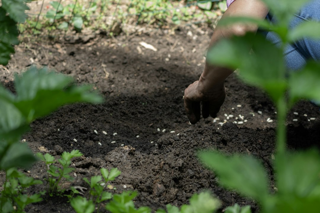 Práce s půdou na zahradním záhonu